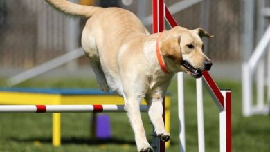Agility závod pro psy