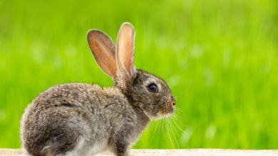 Jak dlouho žije králík