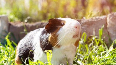 Jak dlouho žije morče a jak mu prodloužit život