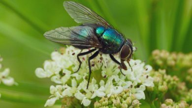 Jak dlouho žije moucha