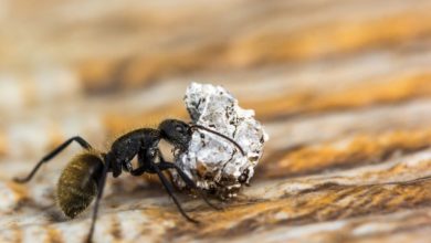 Jak dlouho žije mravenec