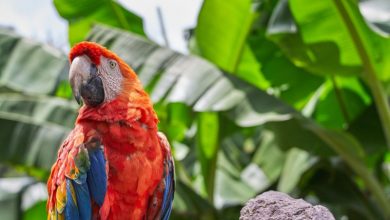 Jak dlouho žije papoušek Jak dlouho žije papoušek