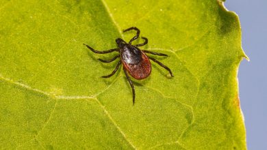 Jak dlouho žije klíště v bytě