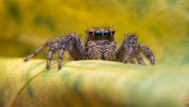 Jak dlouho žije pavouk