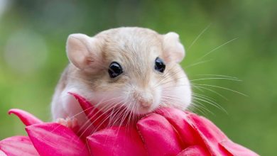 Jak dlouho žije myš