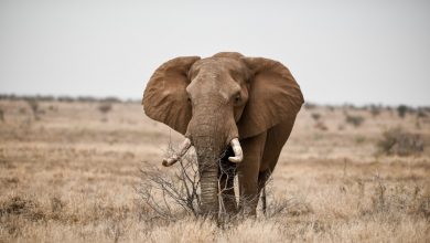 Jak dlouho žije slon