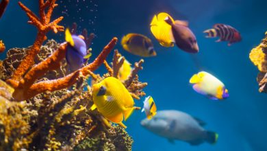 Jak dlouho žijí akvarijní ryby