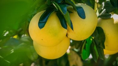 Pomelo – kalorie (kcal i KJ), vitamíny a recepty