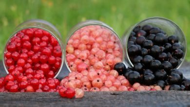 Rybíz – kalorie (kcal I kJ), vitamíny, minerály a recepty