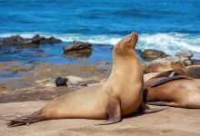 Rozdíl mezi lachtanem a tuleněm