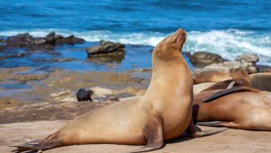 Rozdíl mezi lachtanem a tuleněm