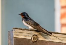 Rozdíl mezi vlaštovkou a jiřičkou