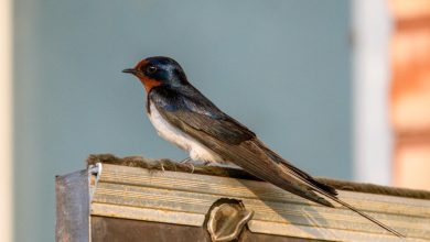 Rozdíl mezi vlaštovkou a jiřičkou