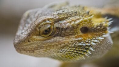 Jak dlouho vydrží agama bez jídla Jak dlouho vydrží agama bez jídla