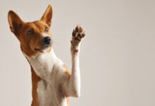 Dog Office - přihlášení a registrace